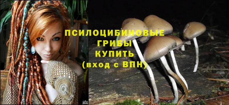 даркнет какой сайт  купить  сайты  Ногинск  Псилоцибиновые грибы MAGIC MUSHROOMS 